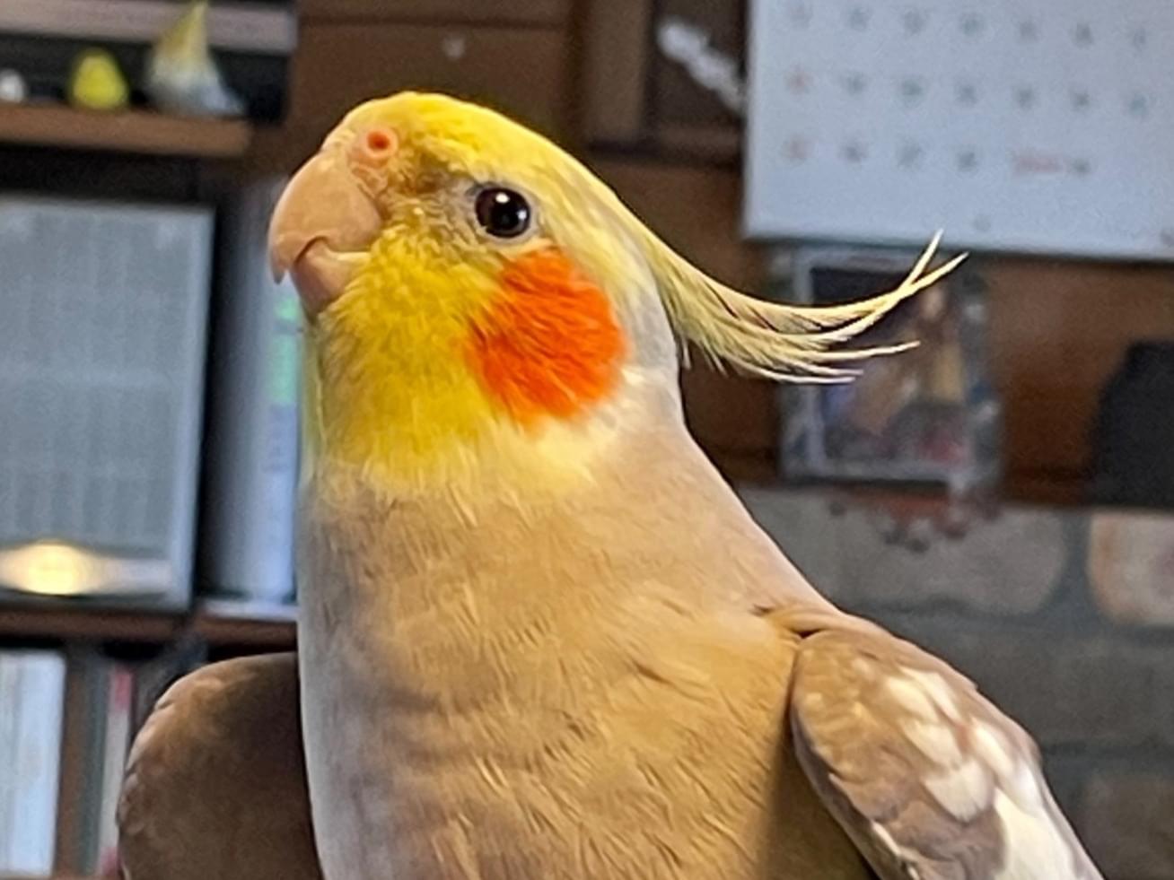 サブちゃん サブちゃん