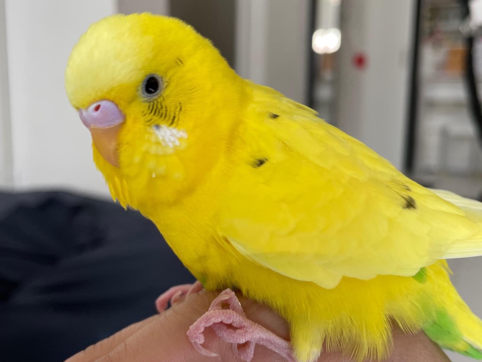きーちゃん きーちゃん