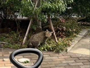 目撃された猫 目撃された猫