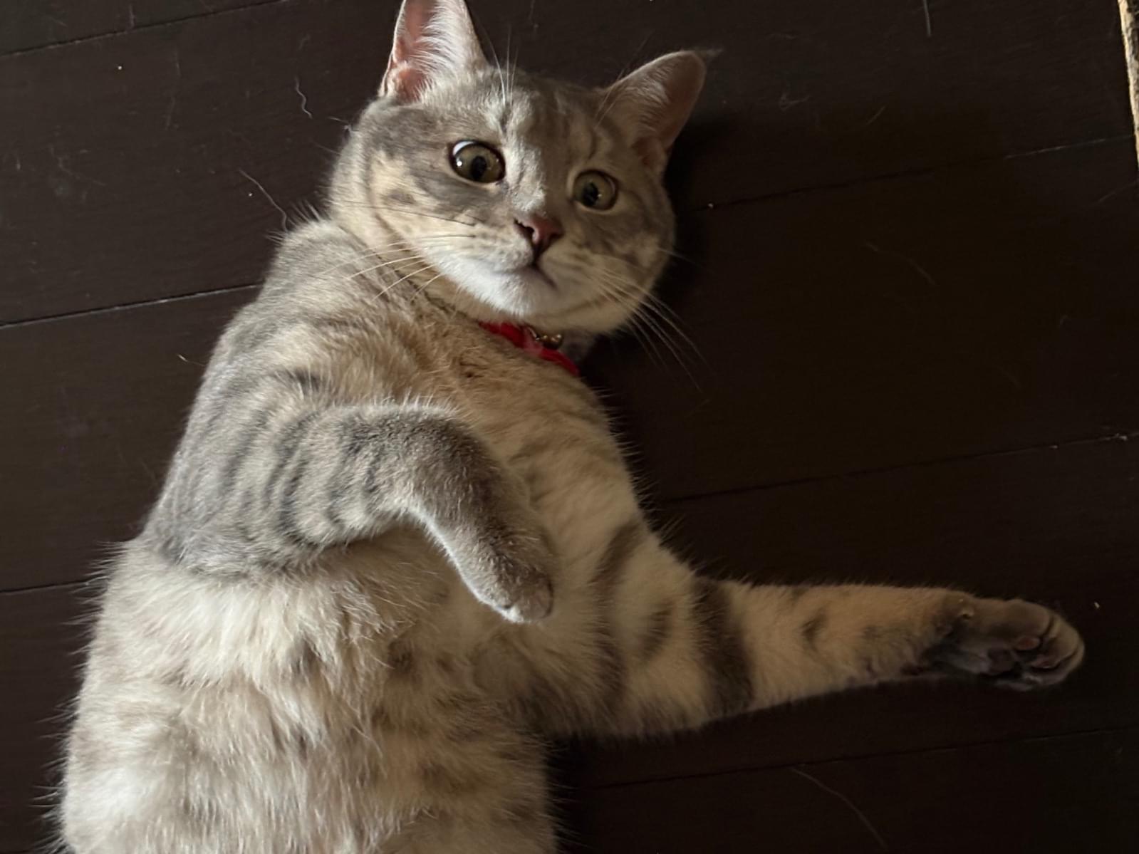 はなちゃん
