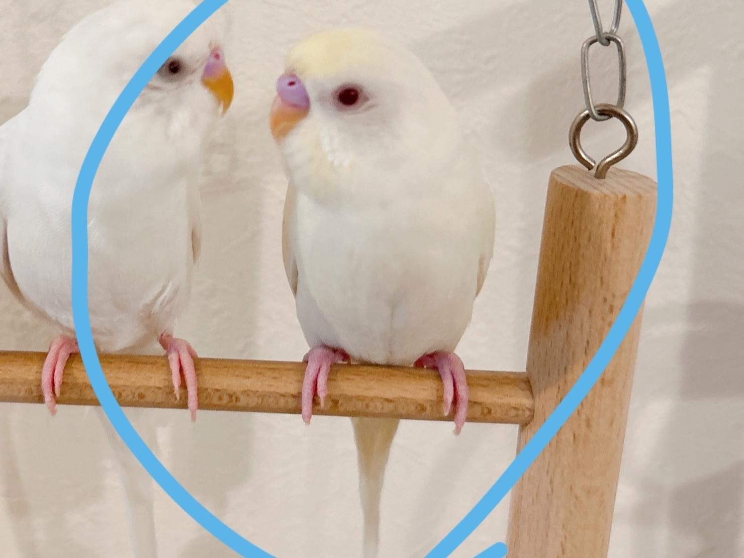 かいちゃん かいちゃん
