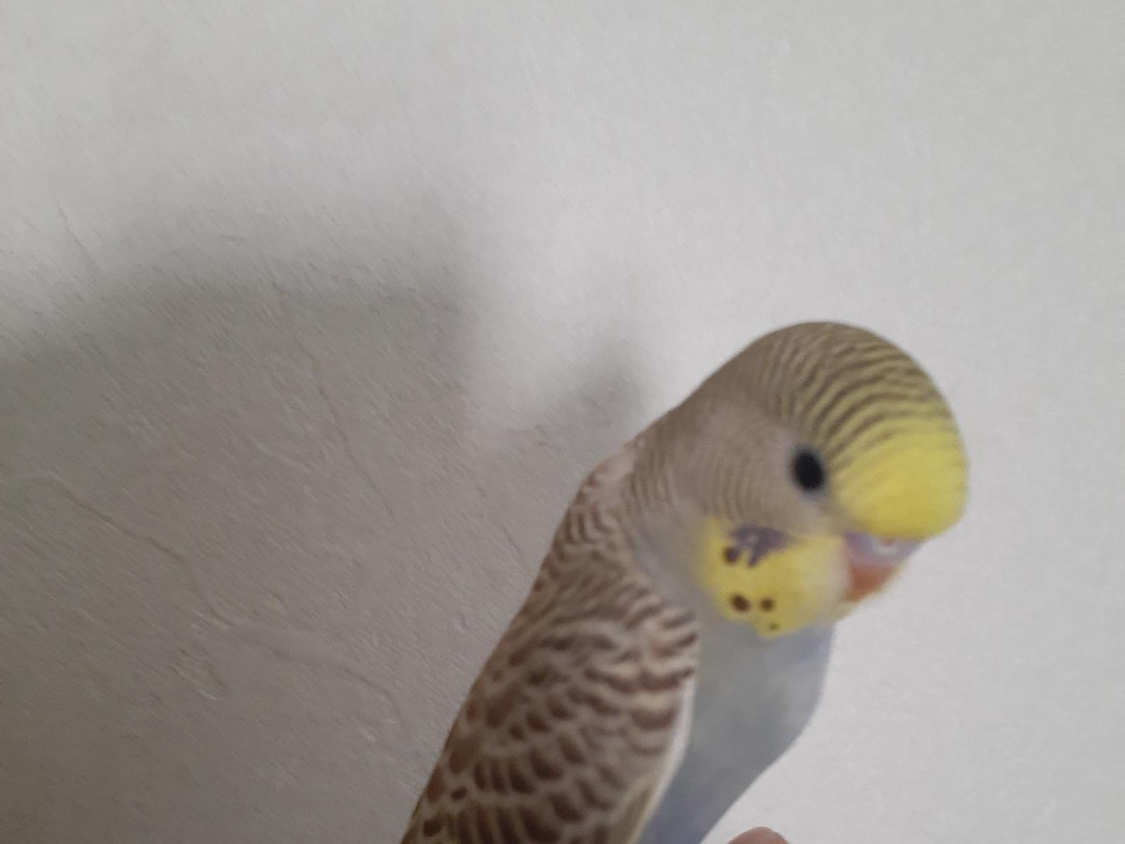 アイスちゃん アイスちゃん