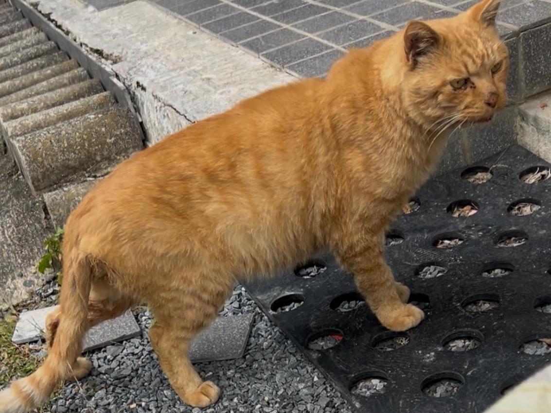 保護された猫 保護された猫