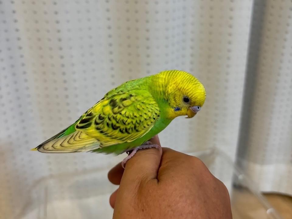 保護された鳥 保護された鳥