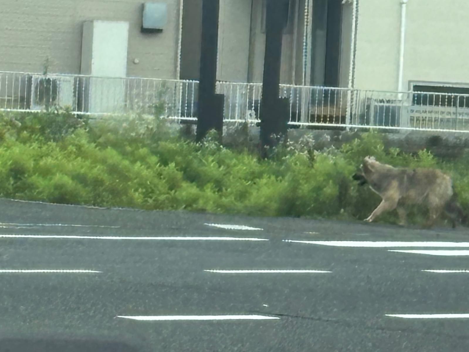 目撃された犬
