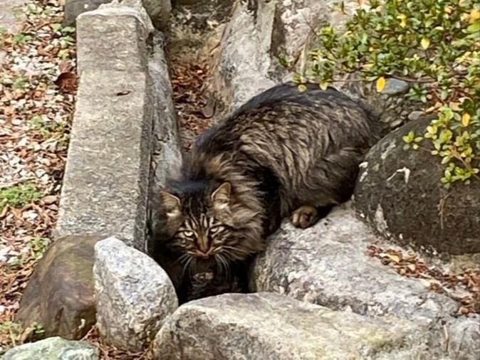 目撃された猫 目撃された猫