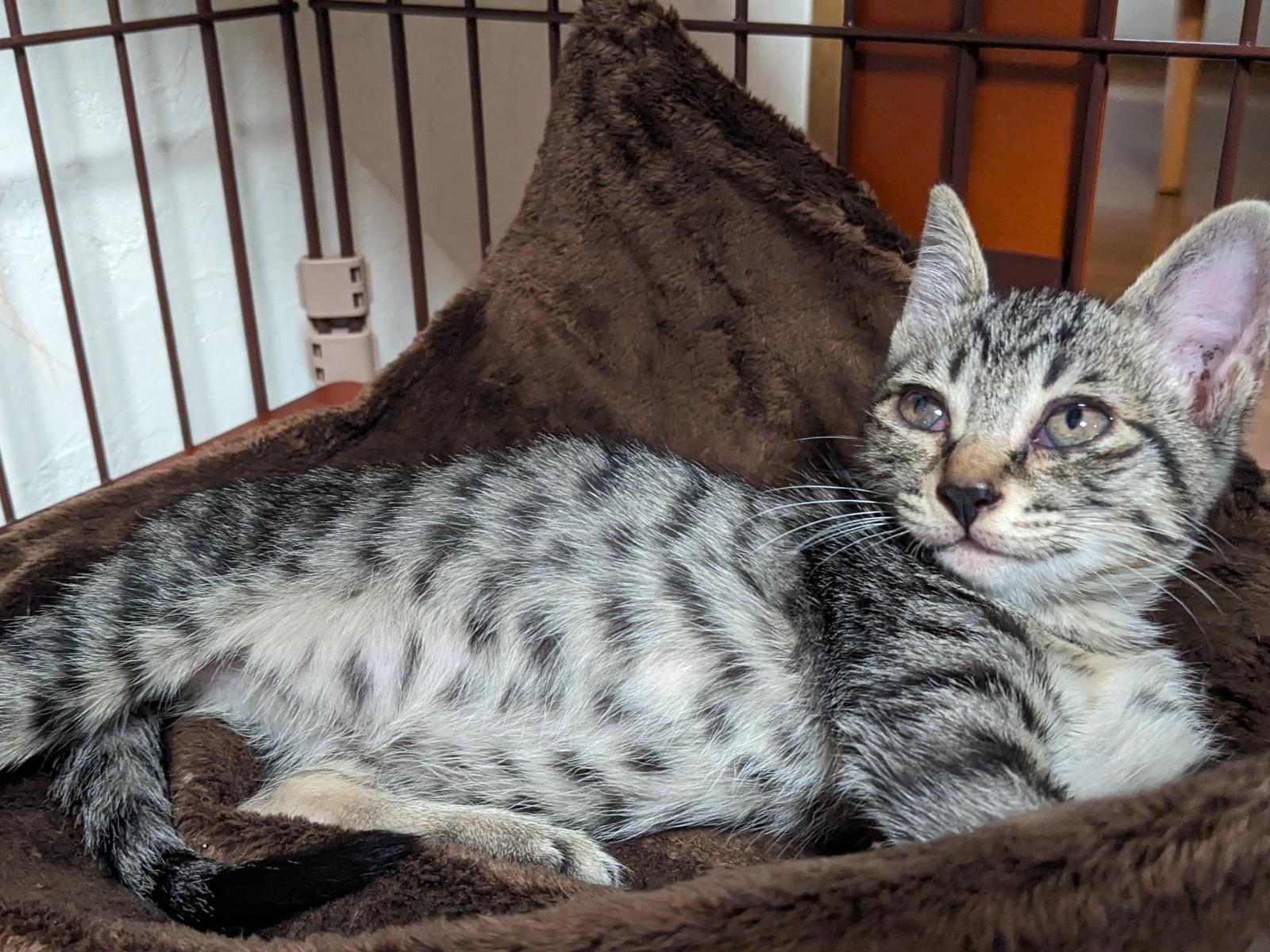 保護された猫 保護された猫
