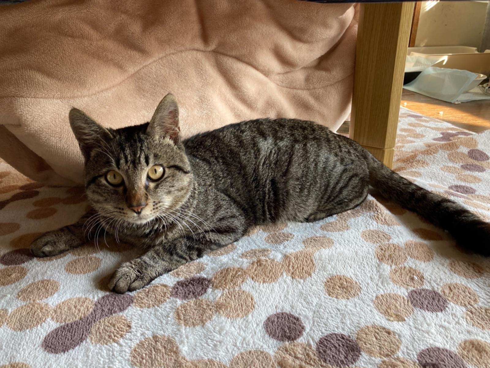保護された猫 保護された猫