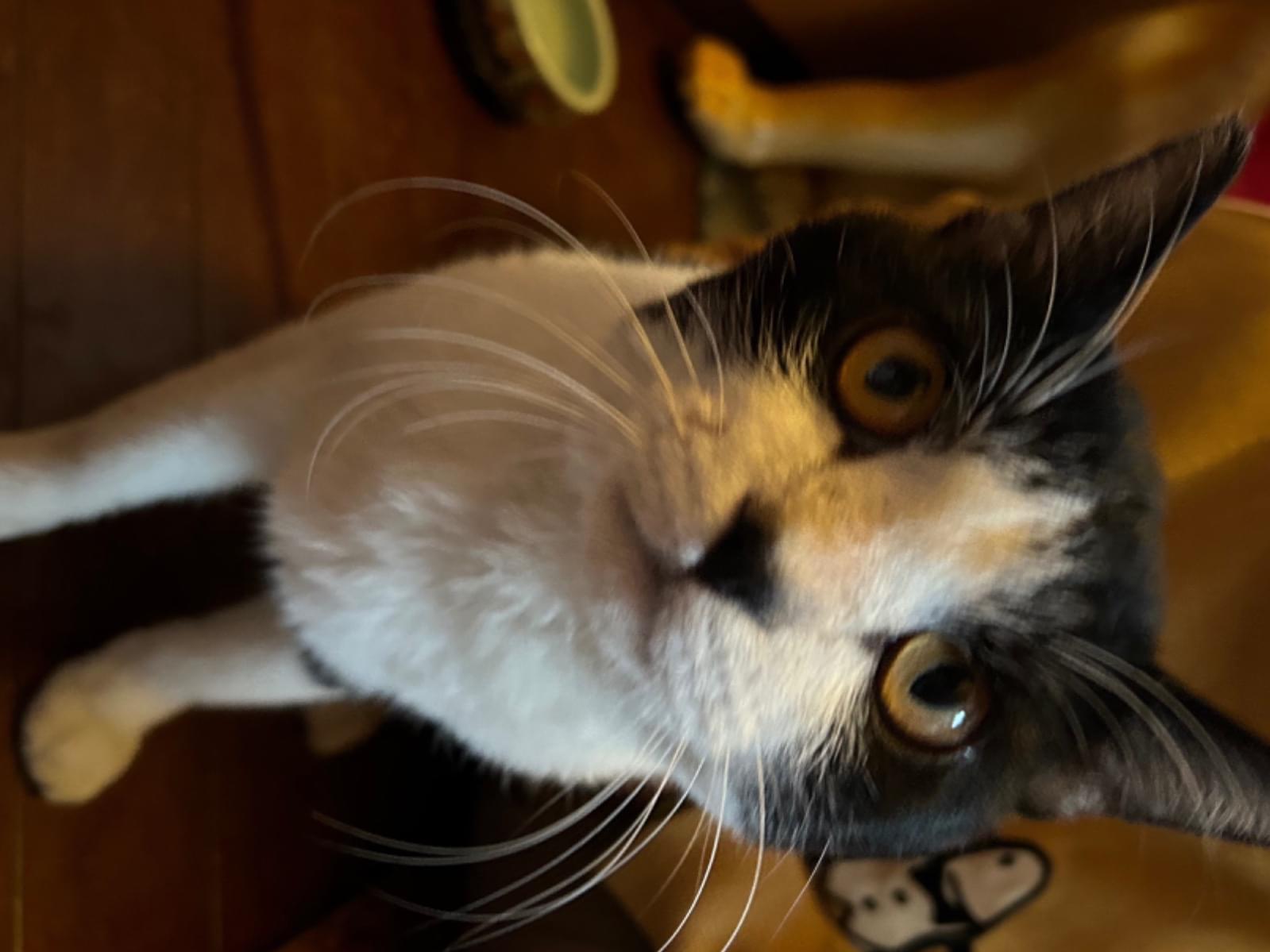 保護された猫 保護された猫