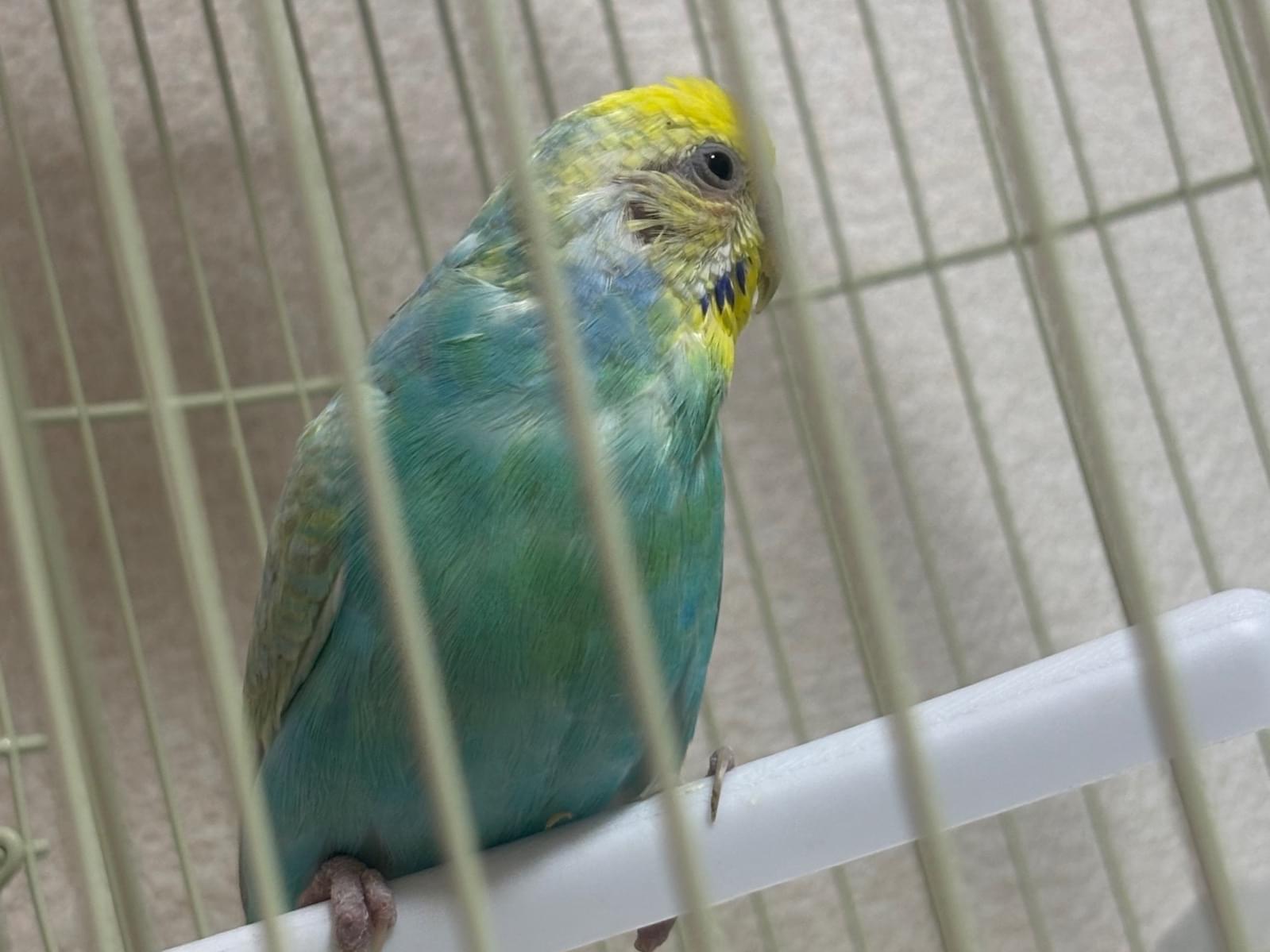 保護された鳥