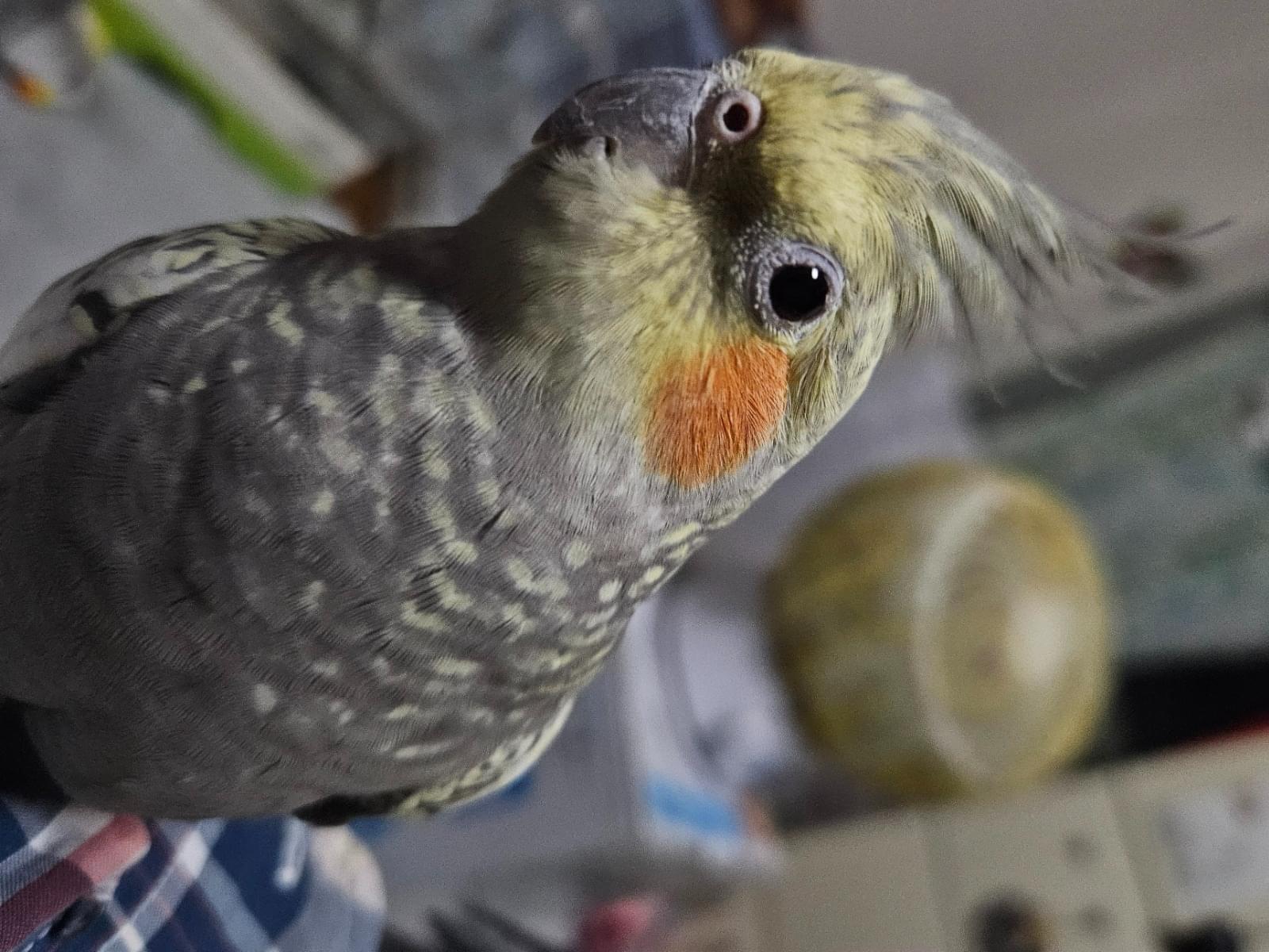 つぶちゃん つぶちゃん