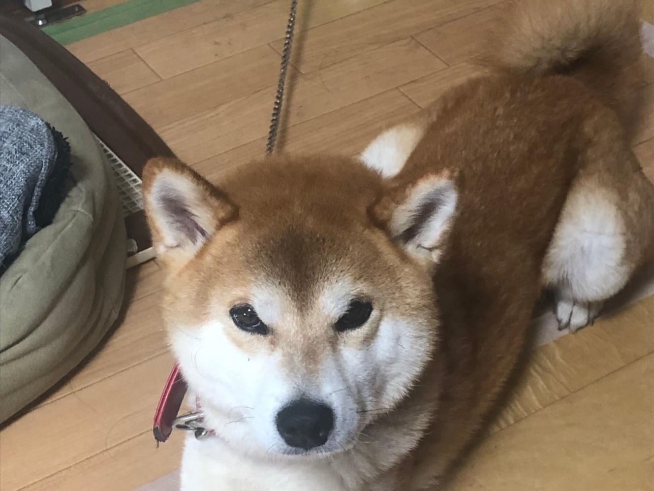 ナツちゃん ナツちゃん
