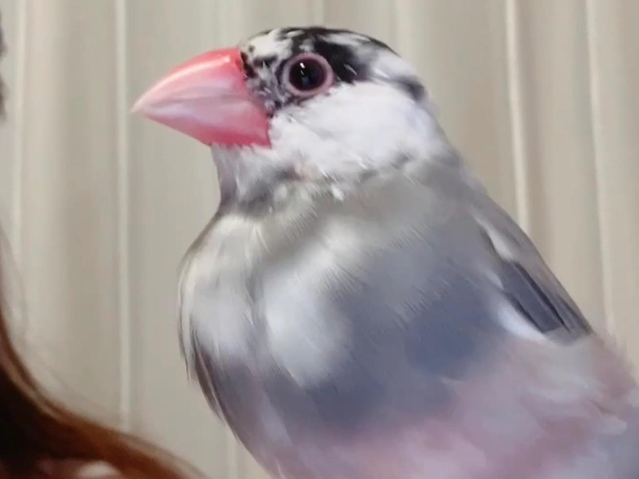 おはなちゃん おはなちゃん