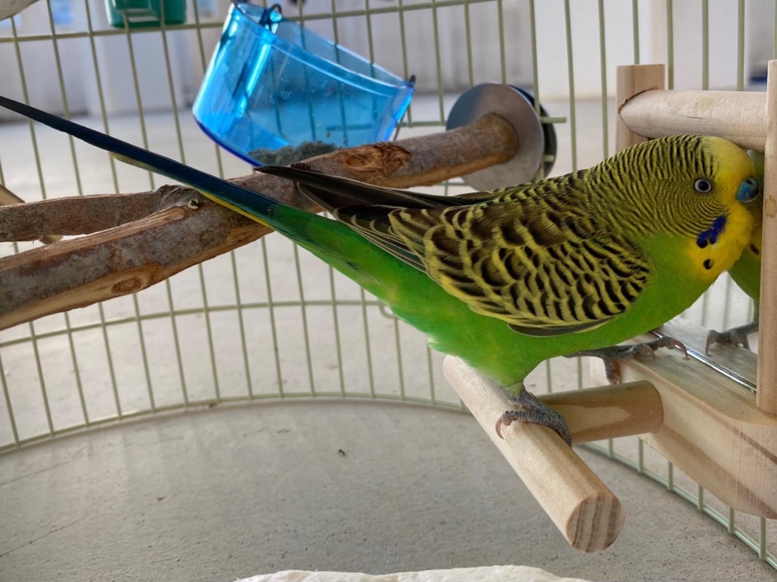 保護された鳥 保護された鳥