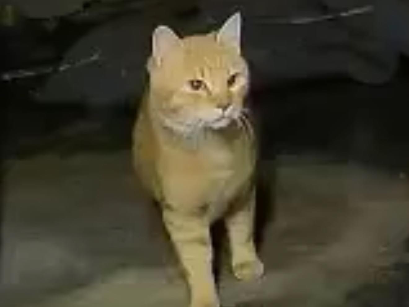 目撃された猫 目撃された猫