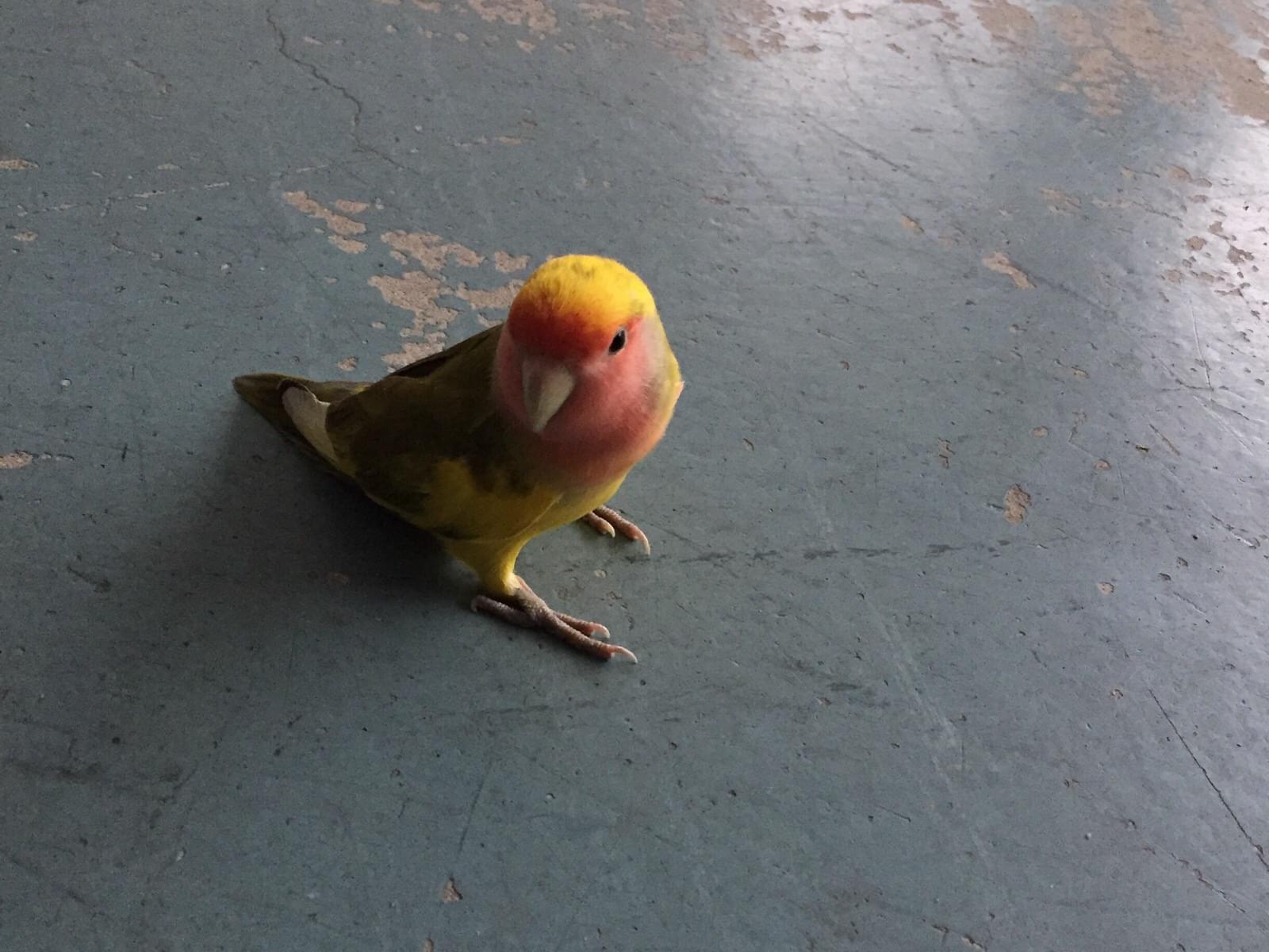 目撃された鳥 目撃された鳥