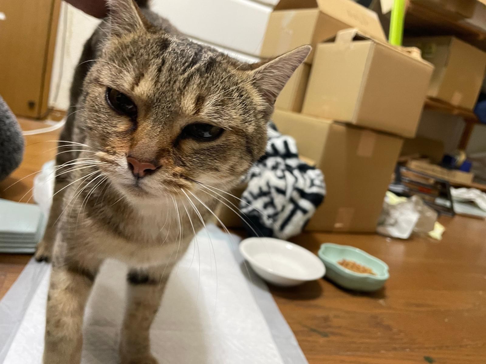 目撃された猫 目撃された猫