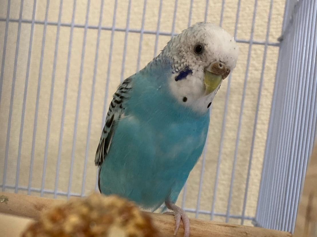てまりちゃん てまりちゃん