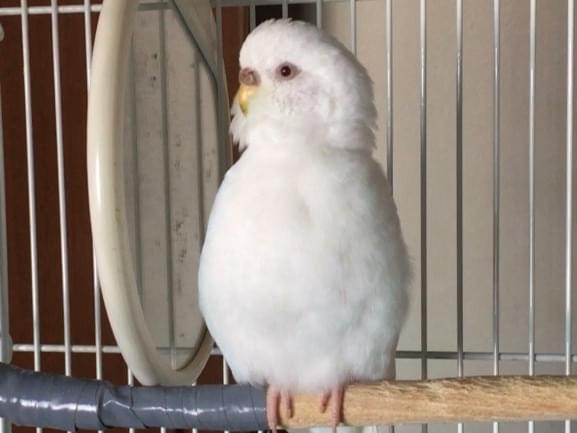 シロちゃん シロちゃん
