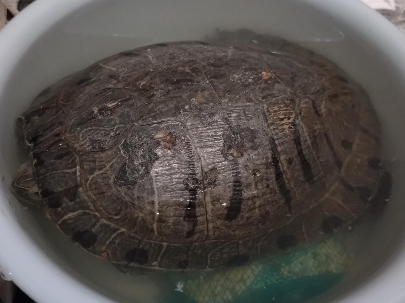 保護されたペット 保護されたペット