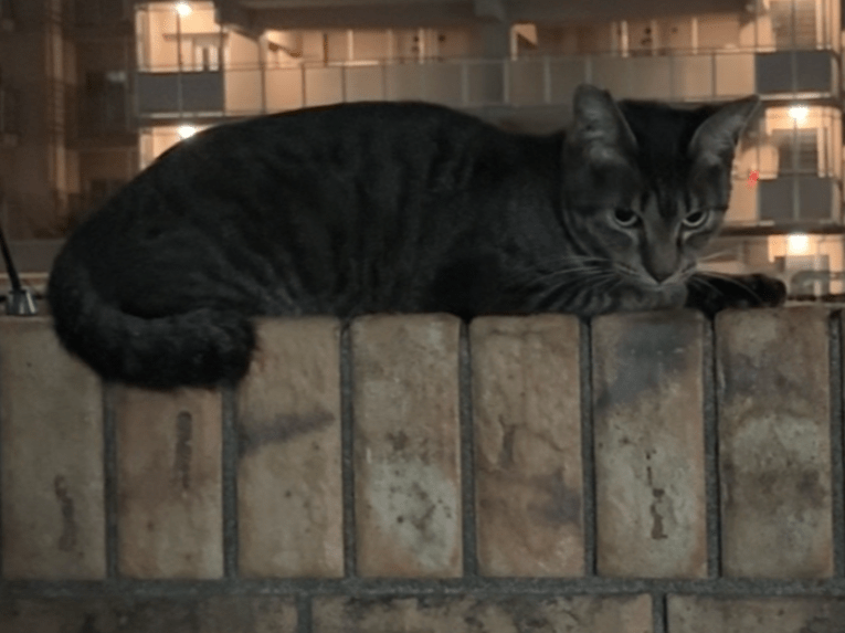 目撃された猫 目撃された猫