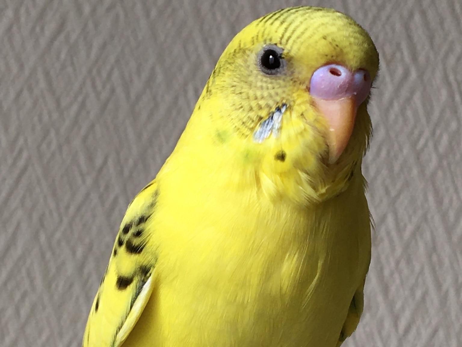 ピーちゃん ピーちゃん