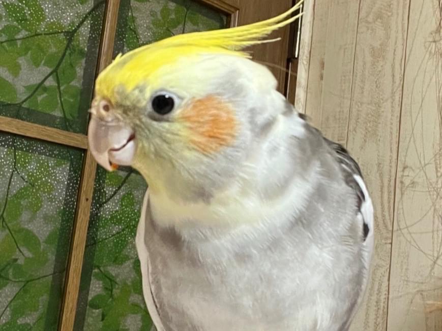 レモンちゃん レモンちゃん