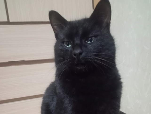 まっくろちゃん まっくろちゃん