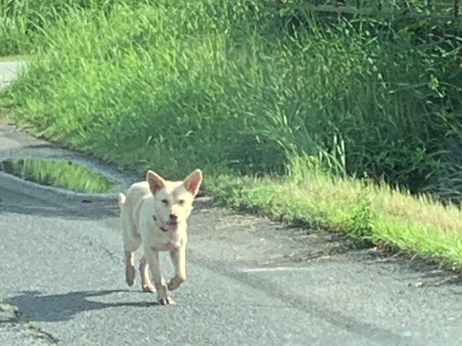 目撃された犬 目撃された犬