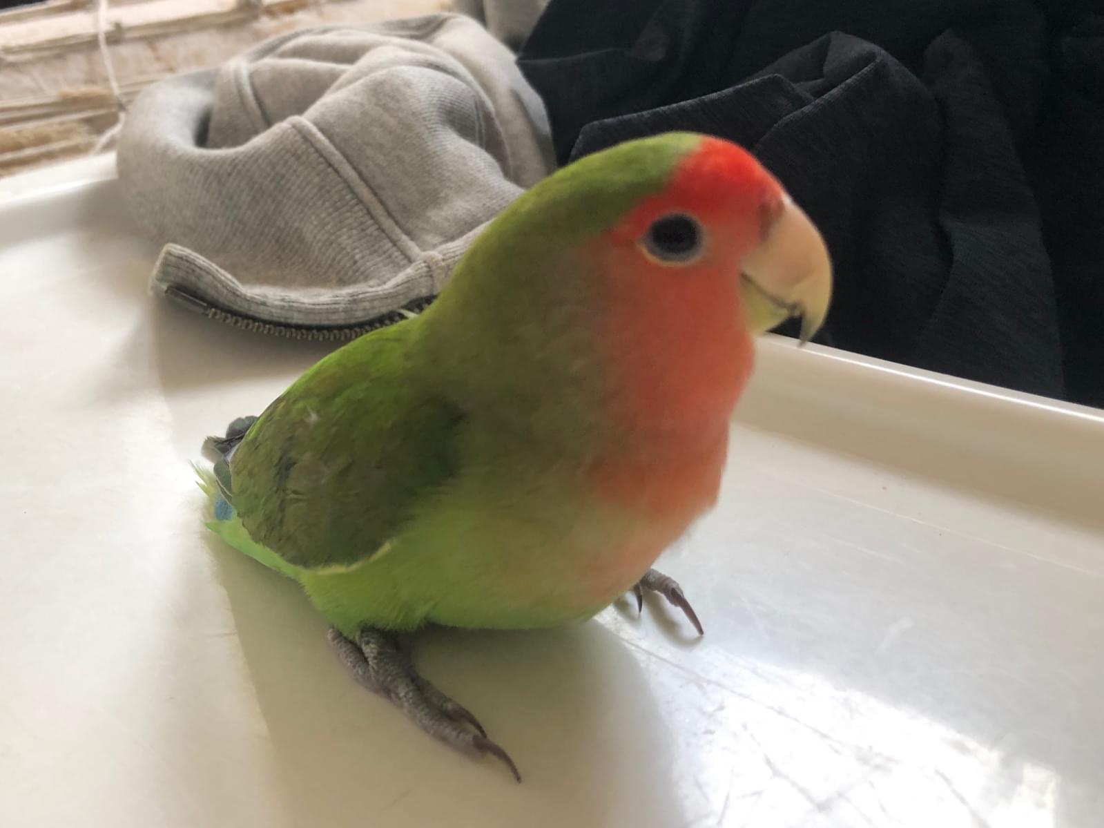 保護された鳥 保護された鳥