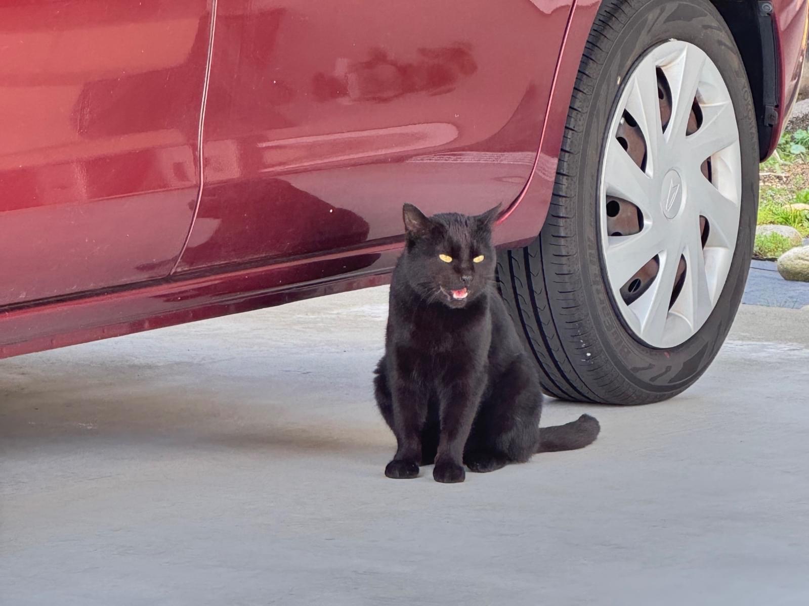 目撃された猫 目撃された猫