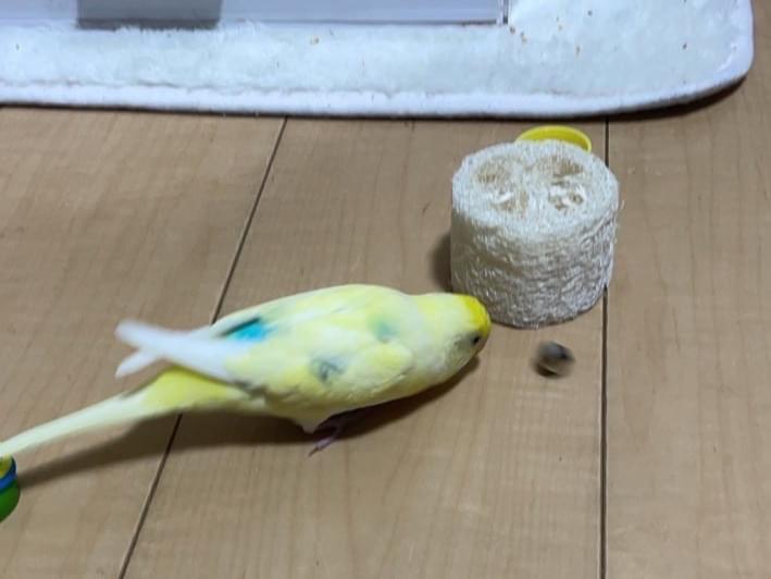 モコちゃん モコちゃん