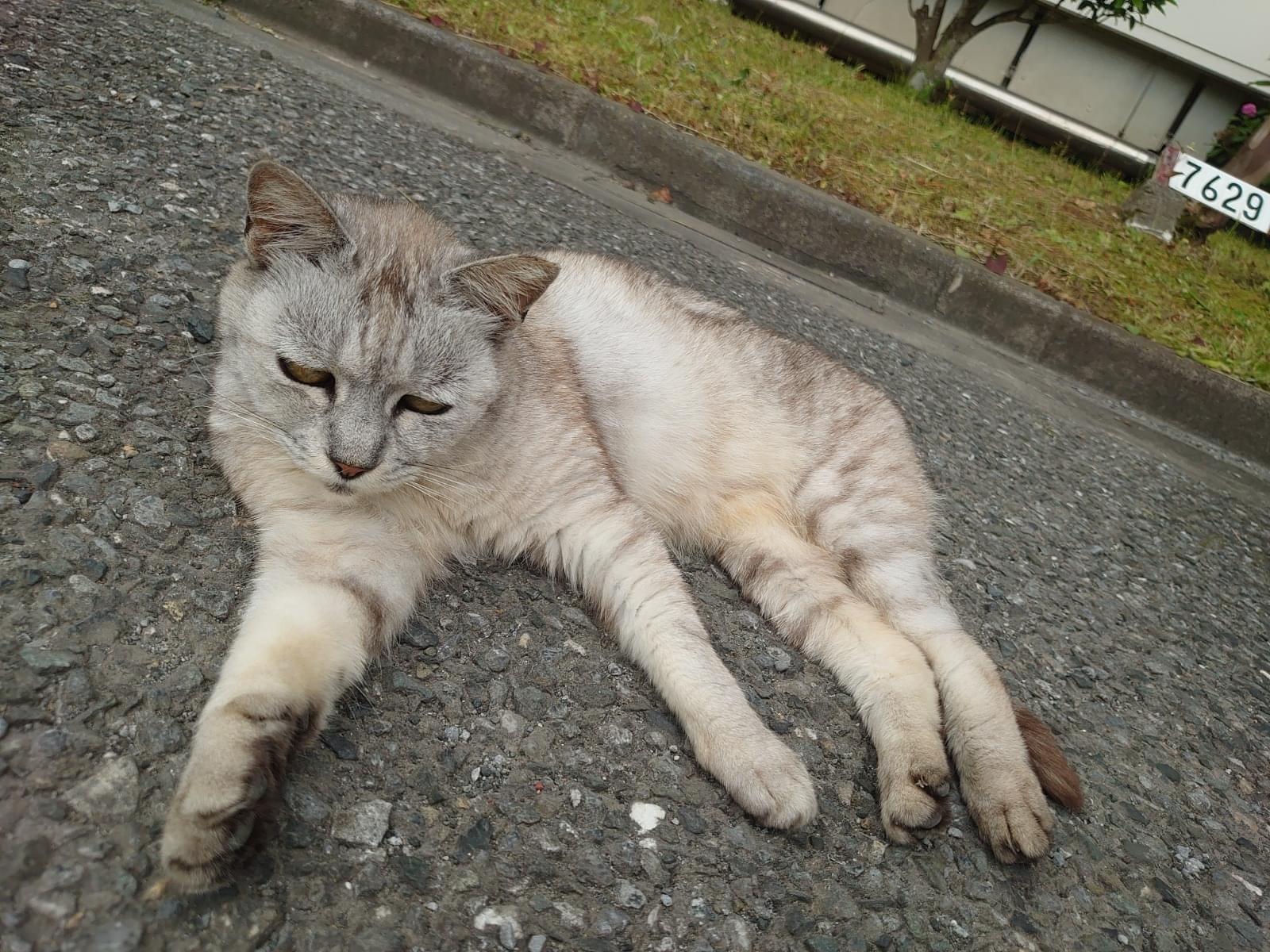 目撃された猫 目撃された猫