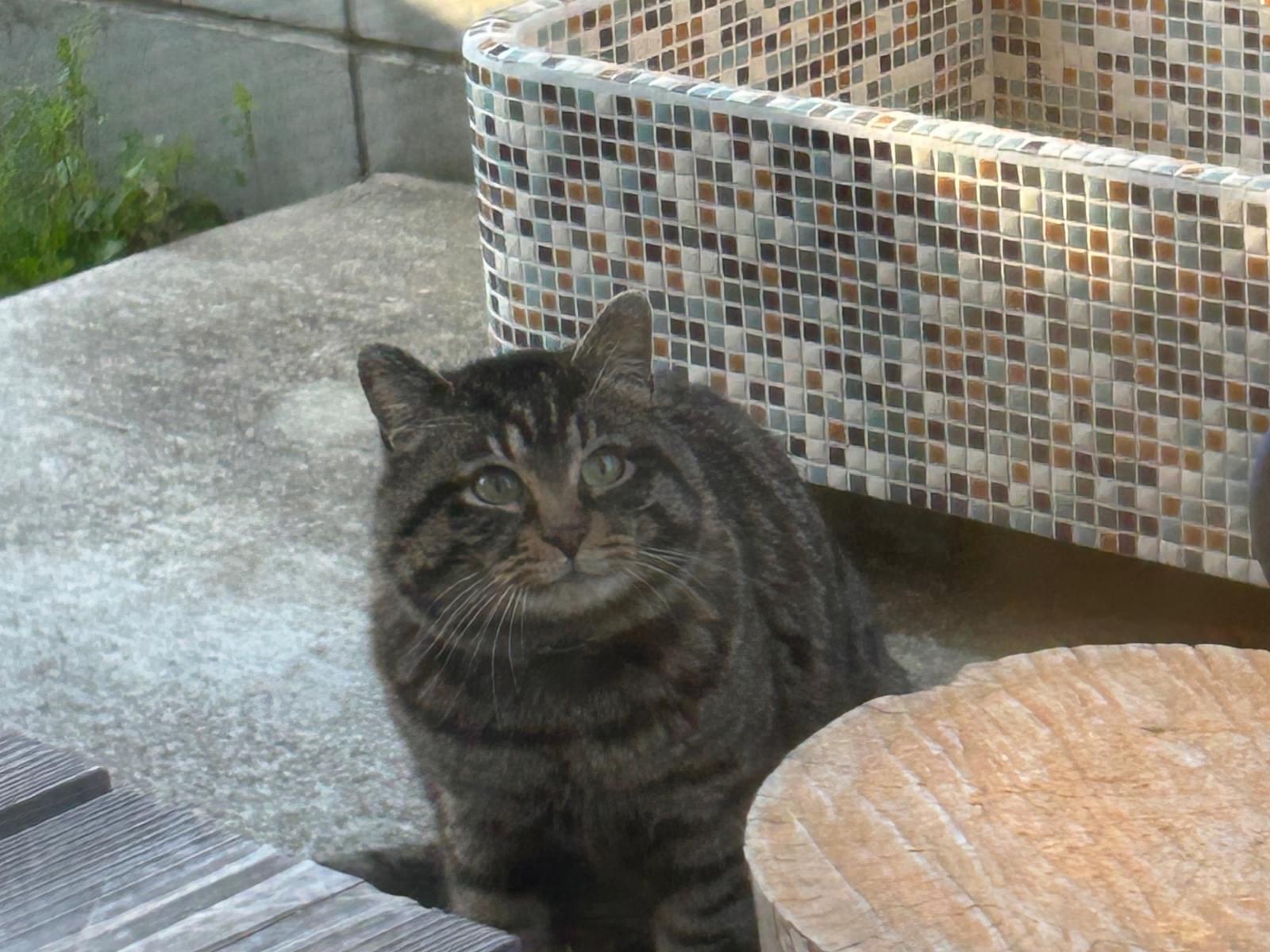 目撃された猫 目撃された猫