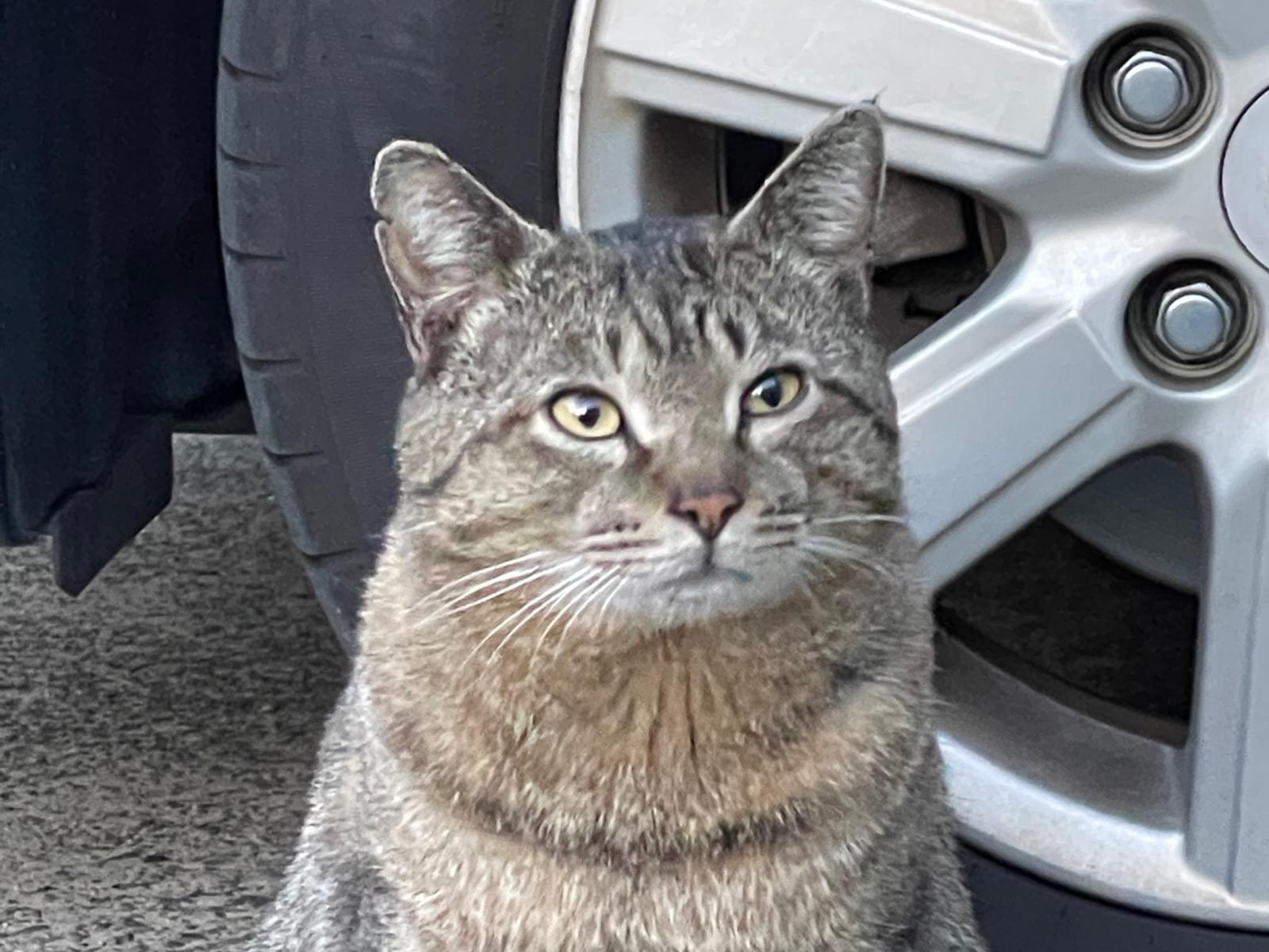 目撃された猫 目撃された猫