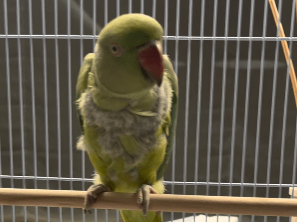 テンちゃん テンちゃん