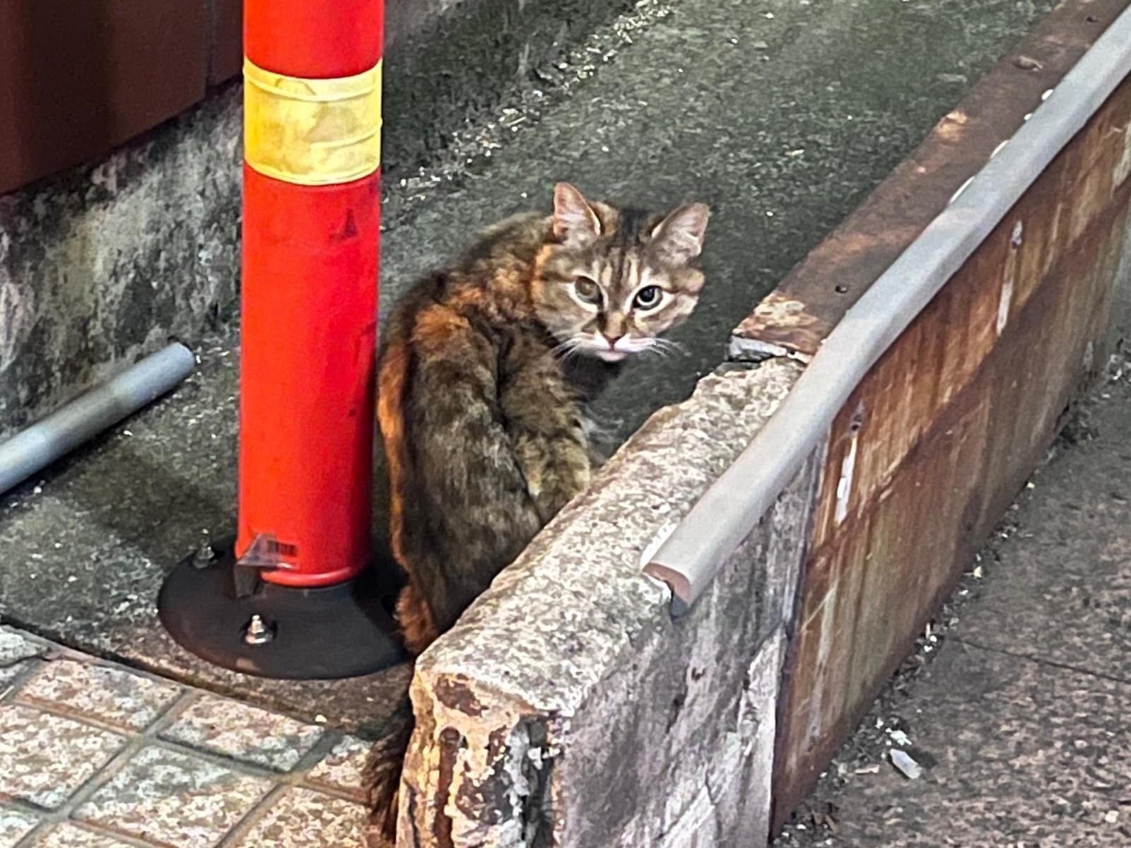 目撃された猫 目撃された猫