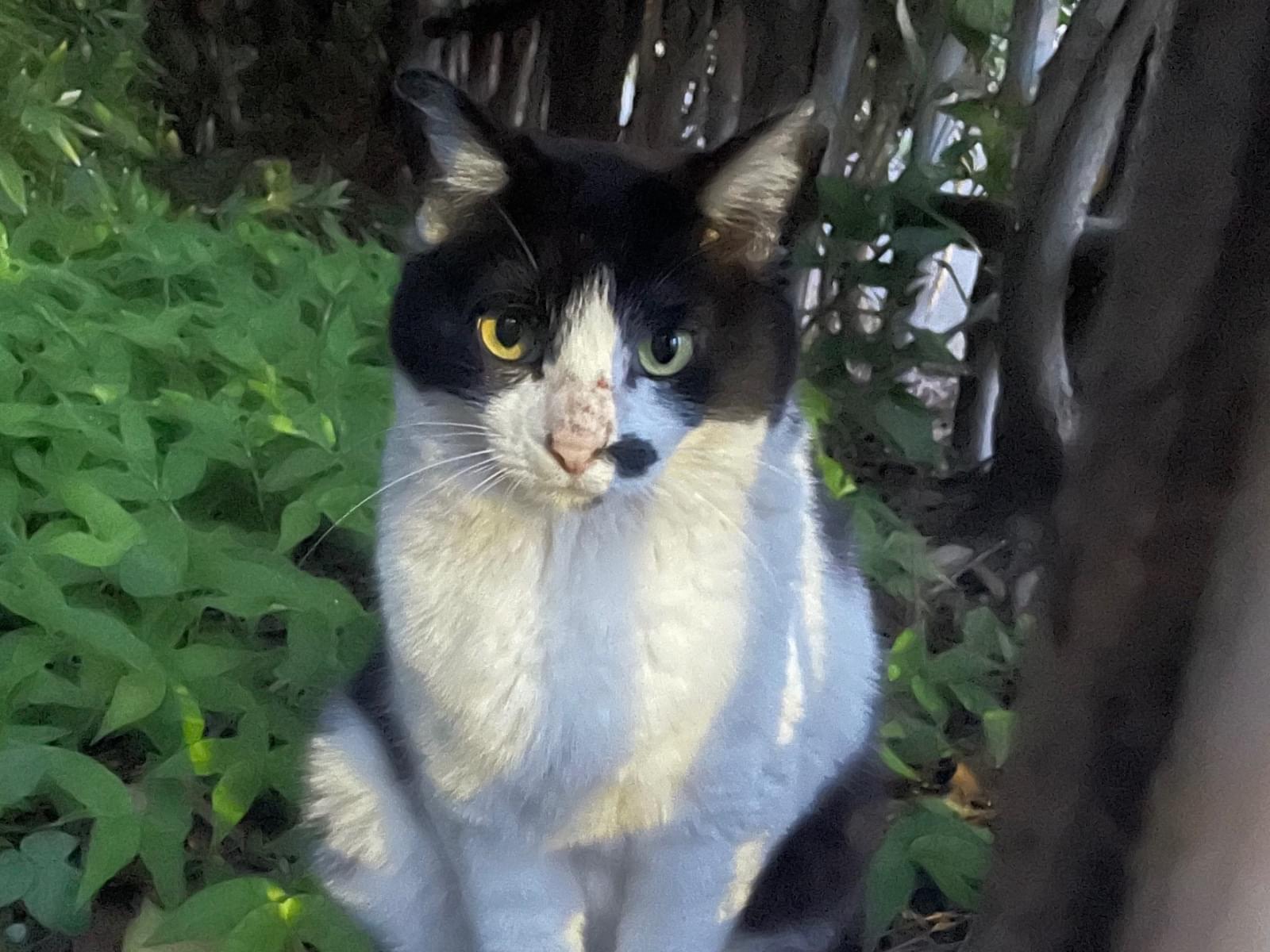 目撃された猫 目撃された猫