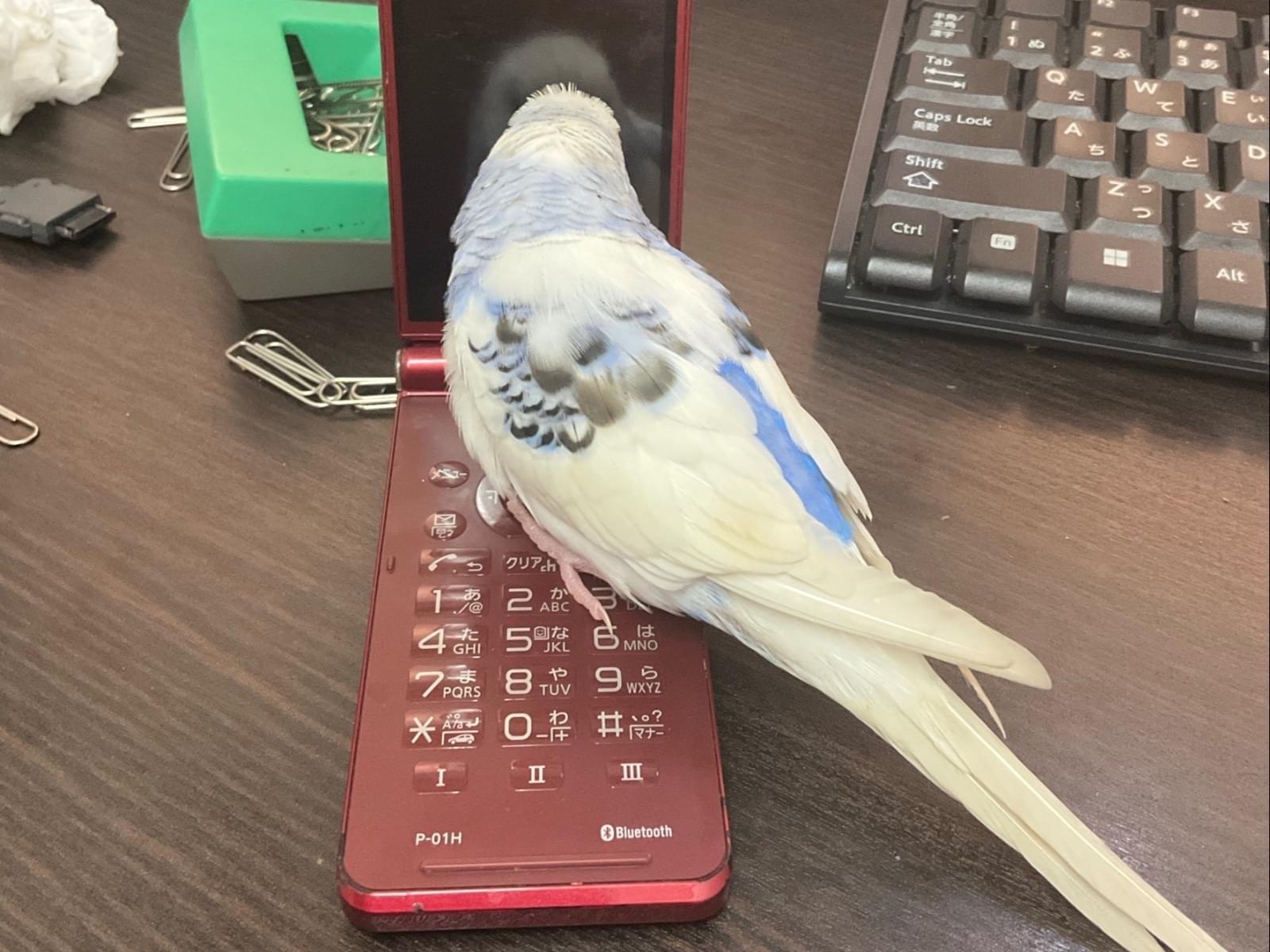 ぴーちゃんちゃん