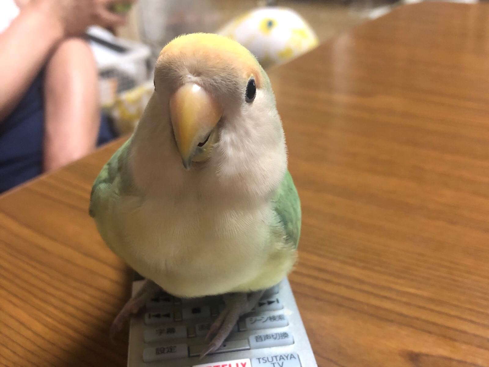 デニムちゃん デニムちゃん