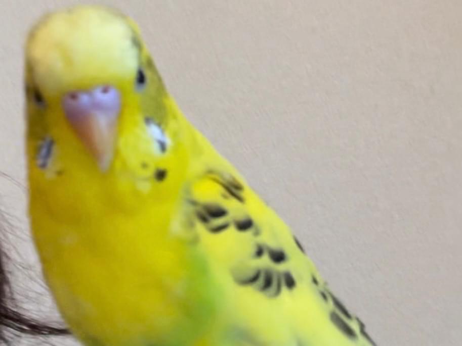 ちょうべえちゃん ちょうべえちゃん