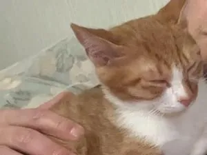 茶トラの猫(しっぽが折れ曲がっています)を探しております