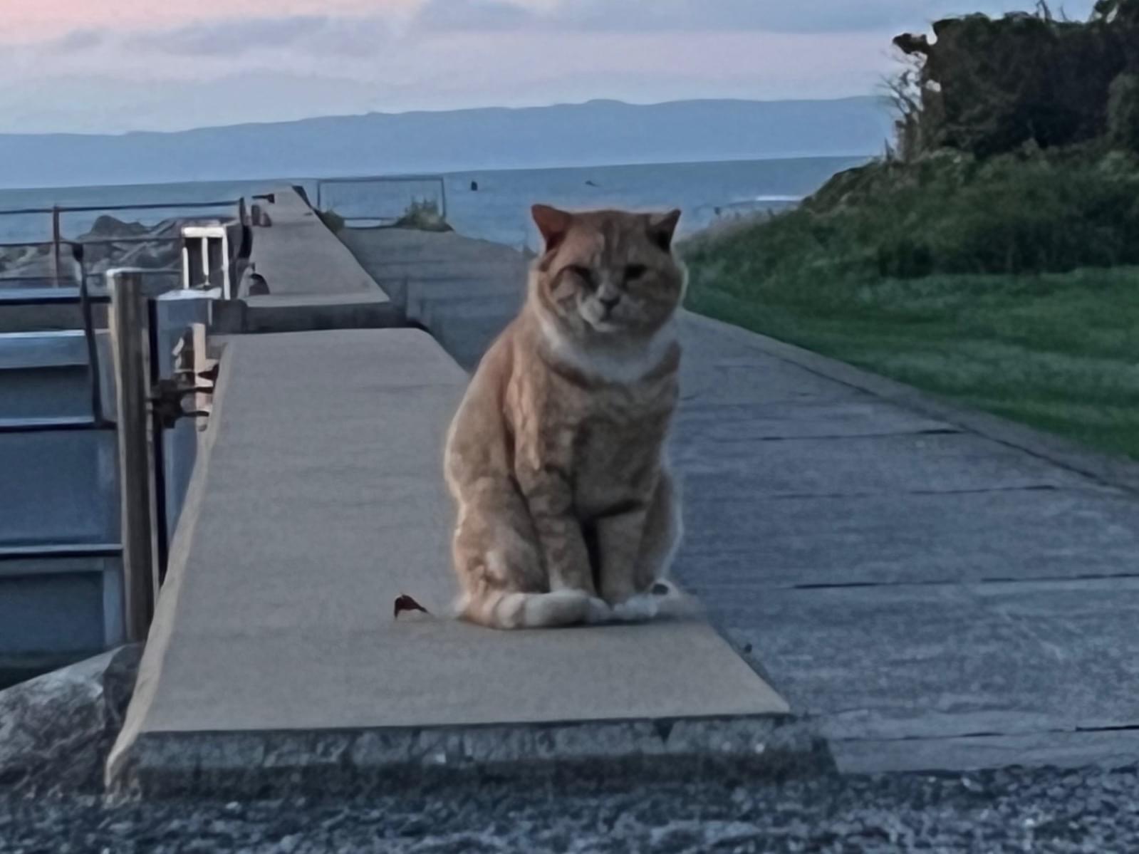 目撃された猫