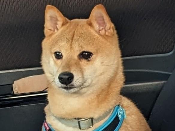 あおちゃん あおちゃん