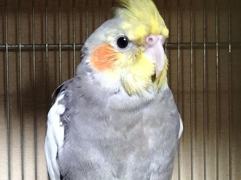 アイラちゃん アイラちゃん