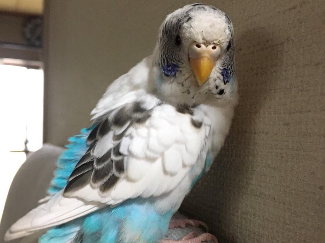 空ちゃん 空ちゃん
