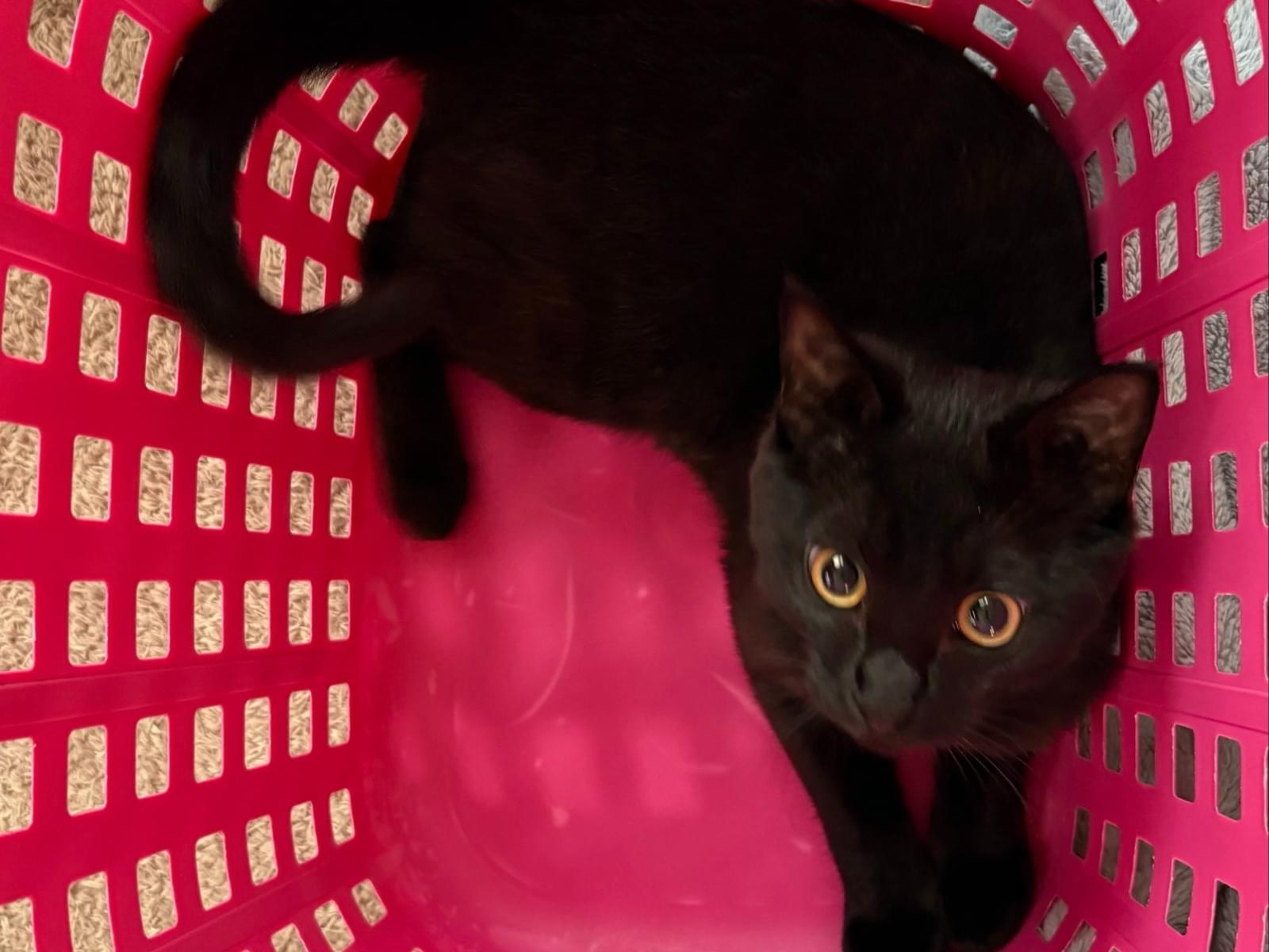 ノックスちゃん