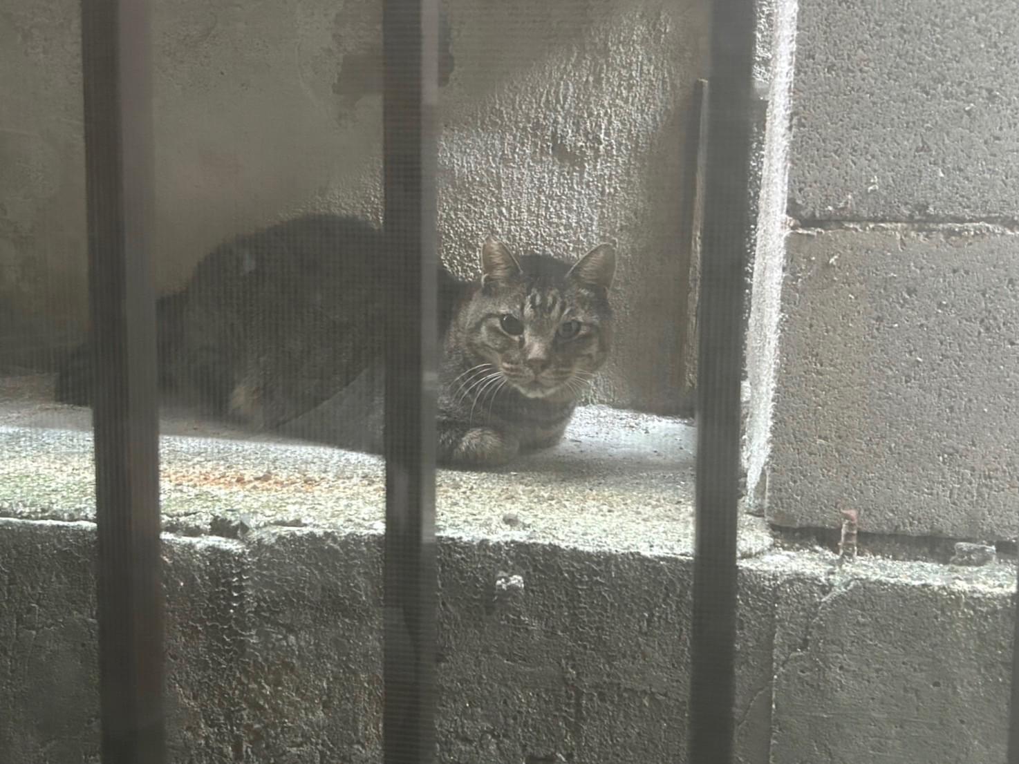 目撃された猫 目撃された猫