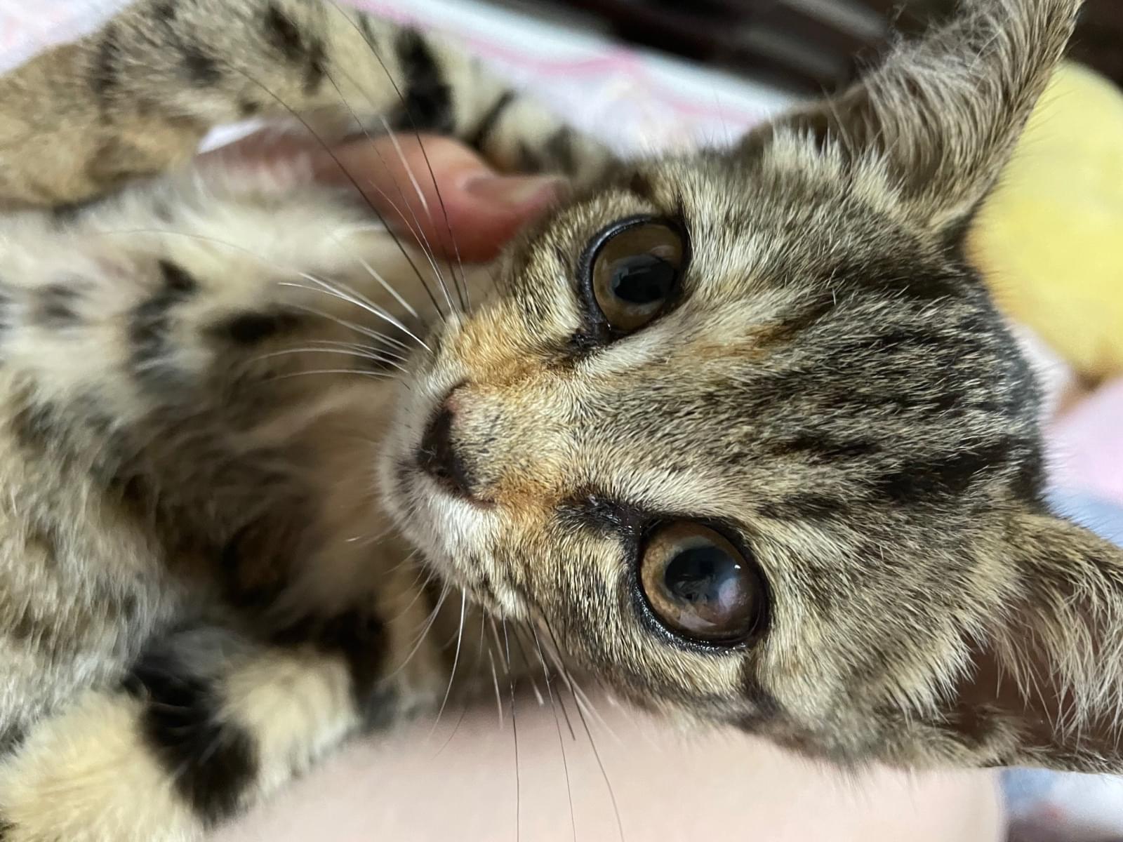 ポヨちゃん ポヨちゃん