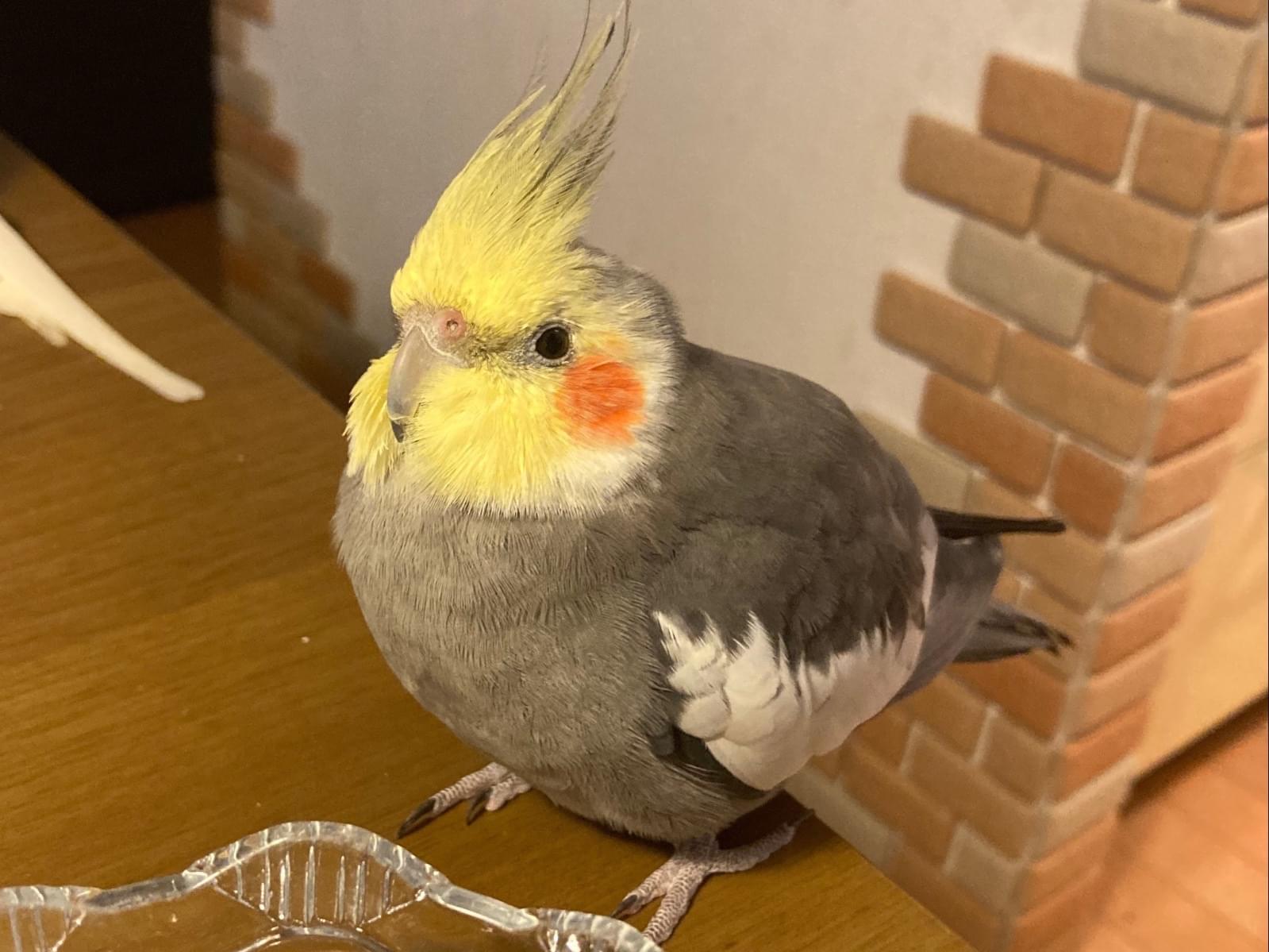 げんまいちゃん げんまいちゃん